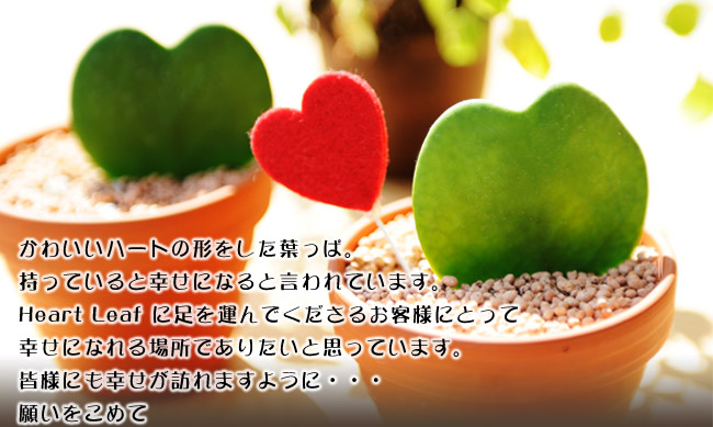 ���킢���n�[�g�̌`�������t���ρB�����Ă���ƍK���ɂȂ�ƌ����Ă��܂��BHeart Leaf �ɑ����^��ł������邨�q�l�ɂƂ��čK���ɂȂ��ꏊ�ł��肽���Ǝv���Ă��܂��B�F�l�ɂ��K�����K��܂��悤�ɁE�E�E�肢�����߂�